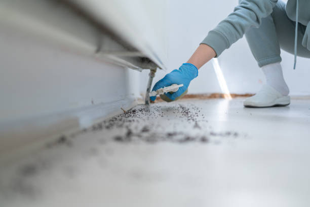 Best Affordable Pest Control Services  in Ingalls Park, IL